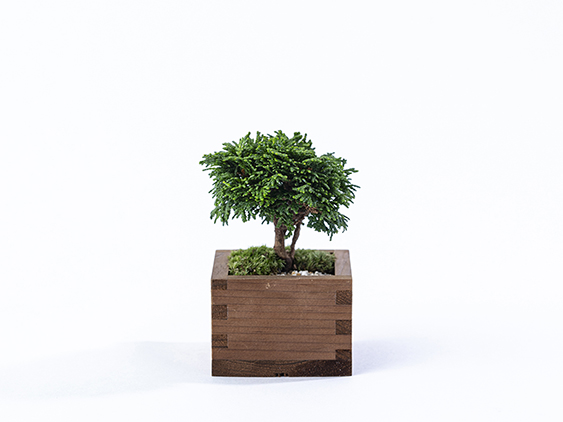 masugreen_hinoki