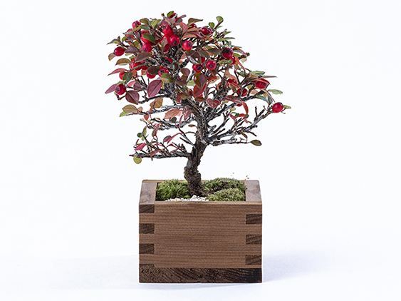 Masu Green マスグリーン 枡と植物