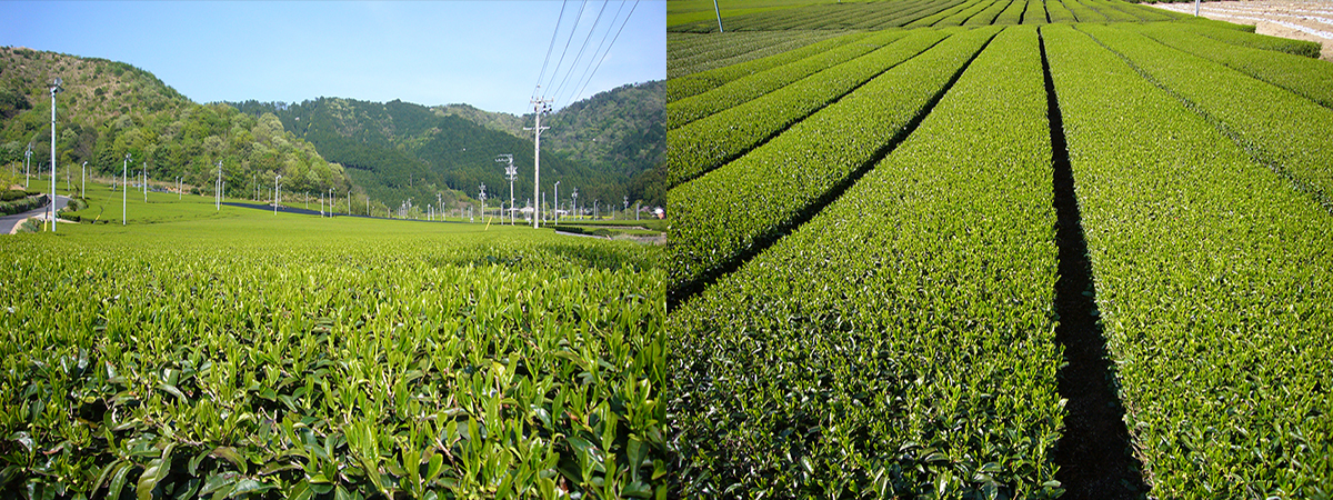 枡香茶_商品文章内2