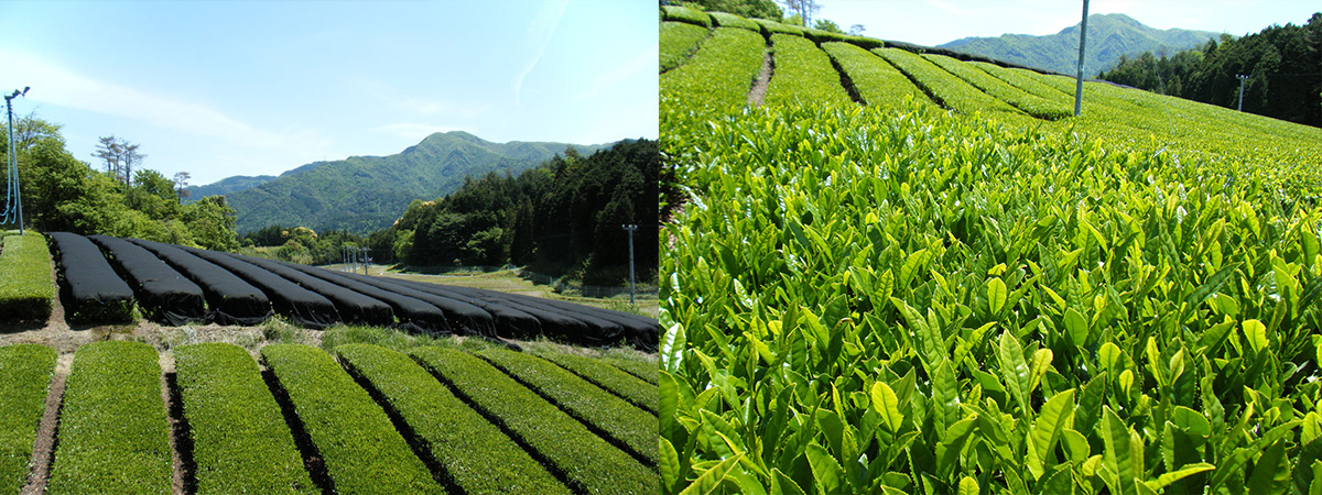 大和紅茶8_商品文章内